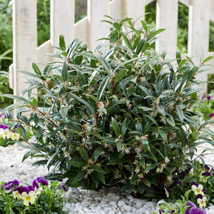 Compact Sarcococca ‘Purple Gem’ shrub planted beside a white fence.