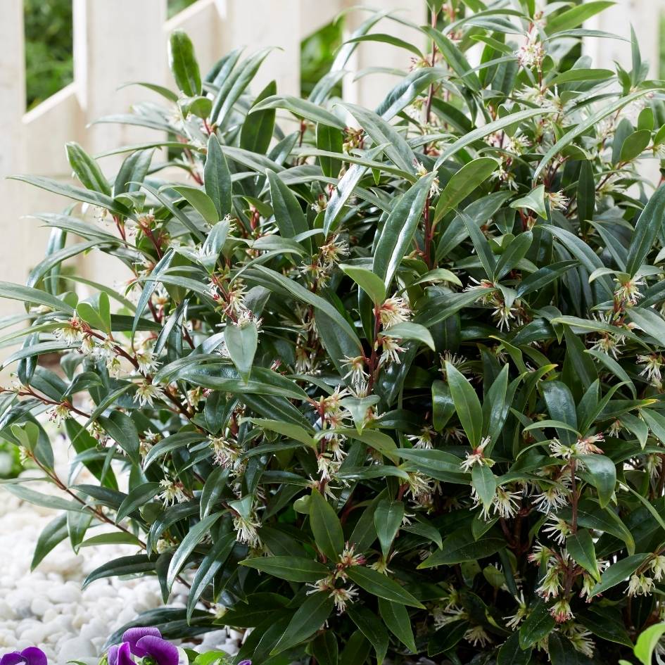 Potted Sarcococca ‘Purple Gem’ with glossy leaves and small pale flowers.