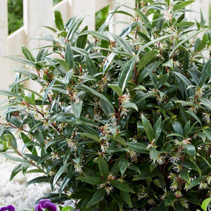 Potted Sarcococca ‘Purple Gem’ with glossy leaves and small pale flowers.