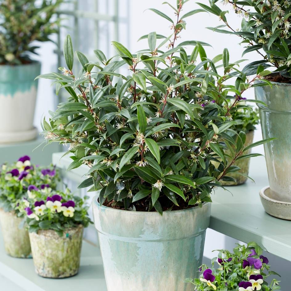 Sarcococca ‘Purple Gem’ displayed in a pale patio planter.