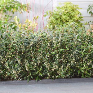 Low hedge of glossy Sarcococca ‘Purple Gem’ foliage with reddish new shoots.