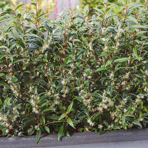 Sarcococca ‘Purple Gem’ forming a dense evergreen hedge with reddish stems.