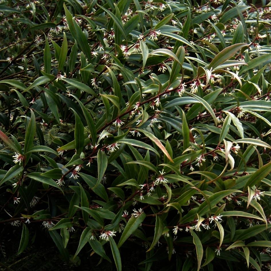 Sarcococca hookeriana var. digyna