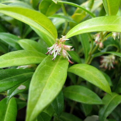 Sarcococca hookeriana var. humilis