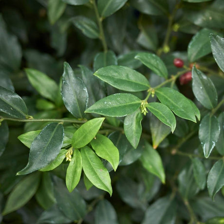 Close-up of glossy dark green Sarcococca ruscifolia leaves.