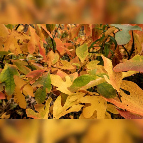 Sassafras albidum