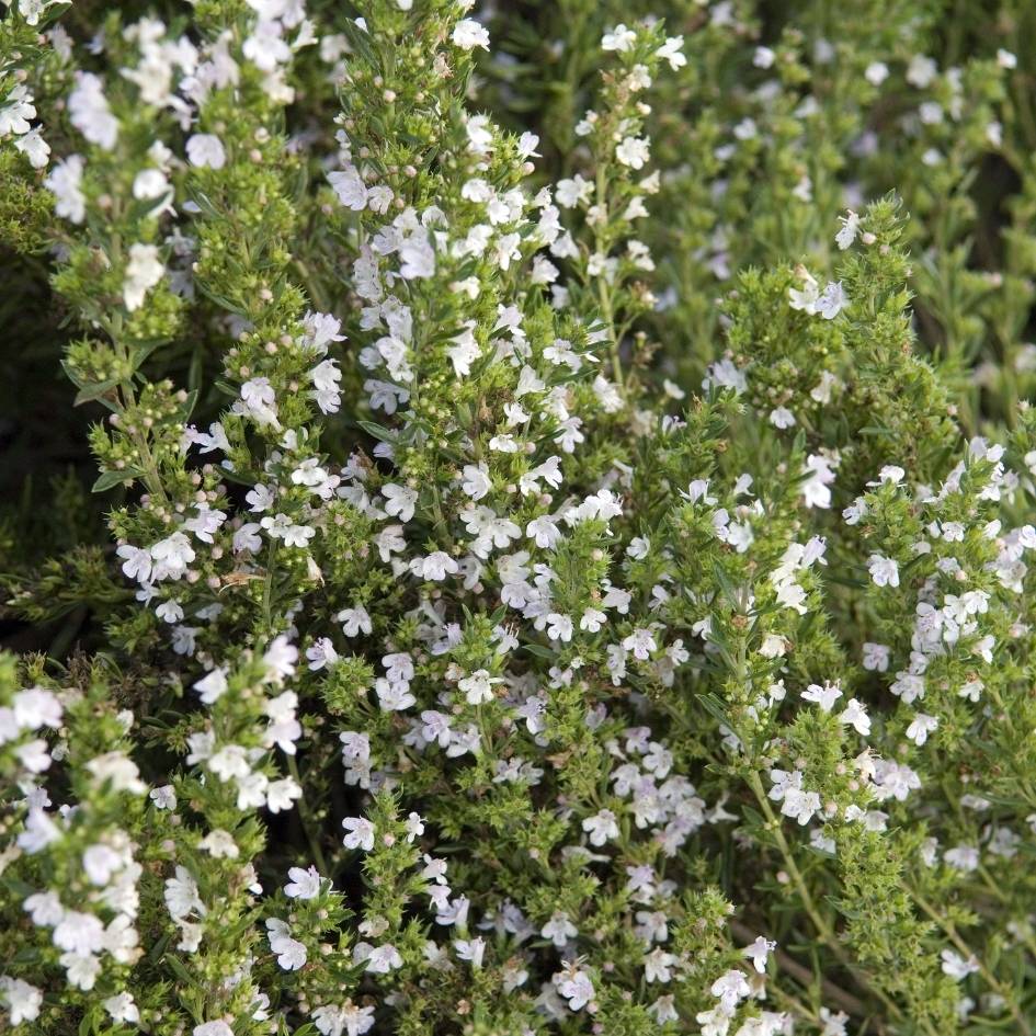 Satureja montana