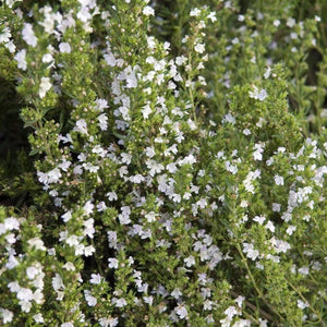 Satureja montana
