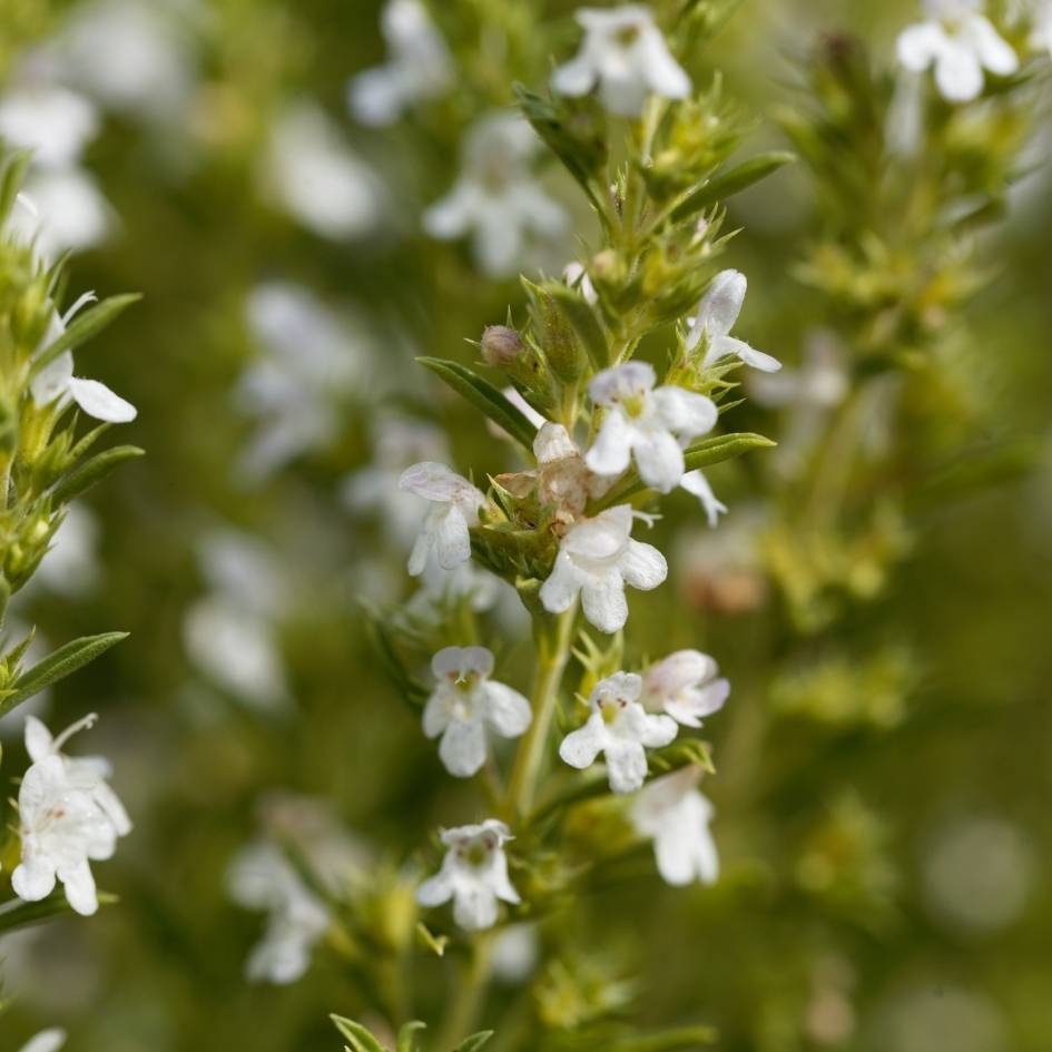 Satureja montana