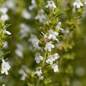 Satureja montana