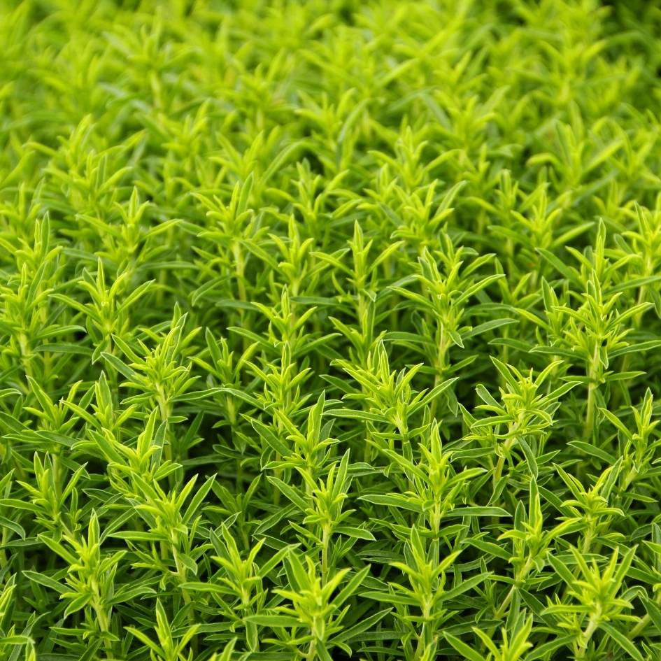 Satureja montana