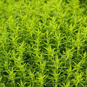 Satureja montana
