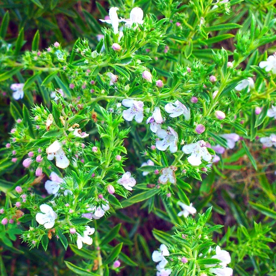 Satureja montana
