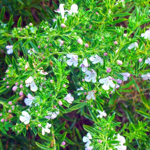 Satureja montana