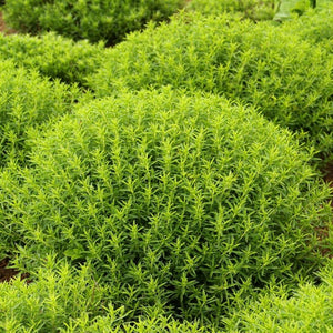 Satureja montana