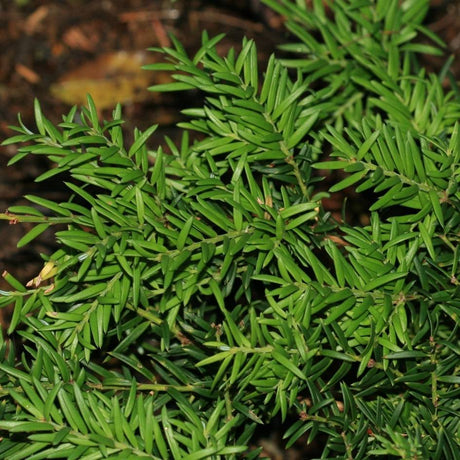 Dense dark green Saxegothaea conspicua foliage viewed from above.