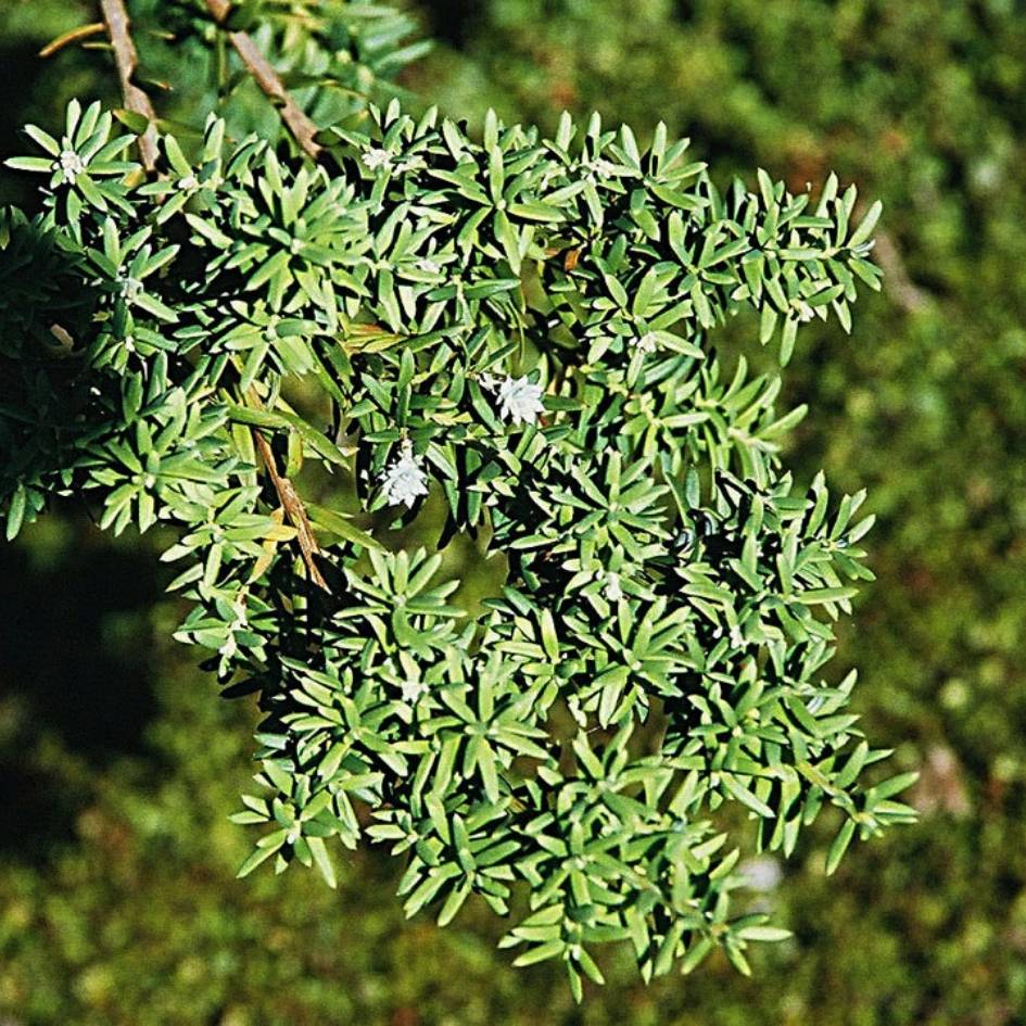 Saxegothaea conspicua