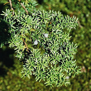 Saxegothaea conspicua