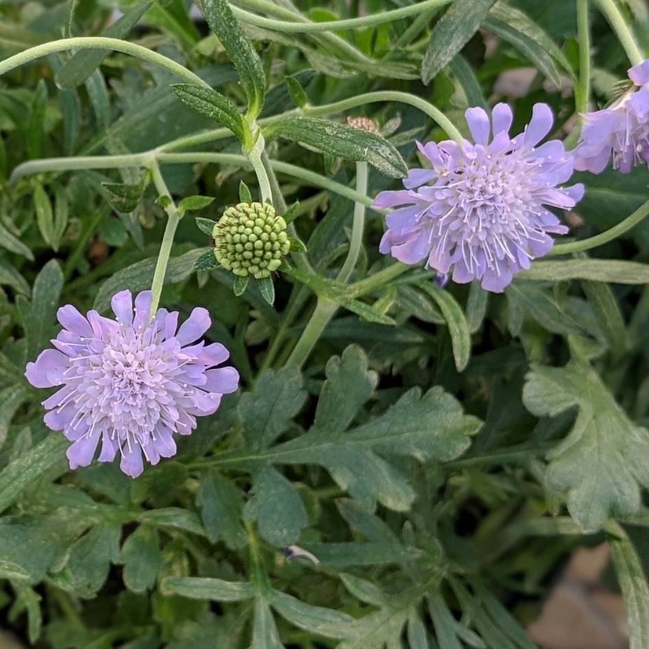 Scabiosa columbaria ‘Butterfly Blue’