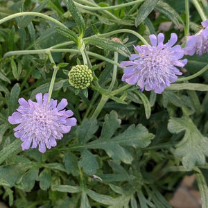 Scabiosa columbaria ‘Butterfly Blue’