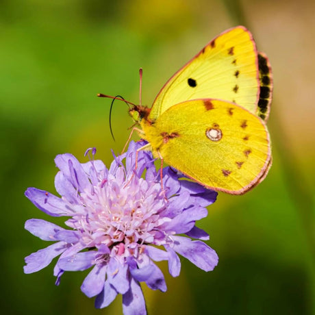 Yellow butterfly feeding on a lavender Scabiosa ‘Butterfly Blue’ flower.