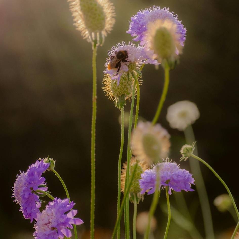 Scabiosa columbaria ‘Butterfly Blue’