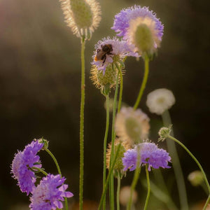 Scabiosa columbaria ‘Butterfly Blue’