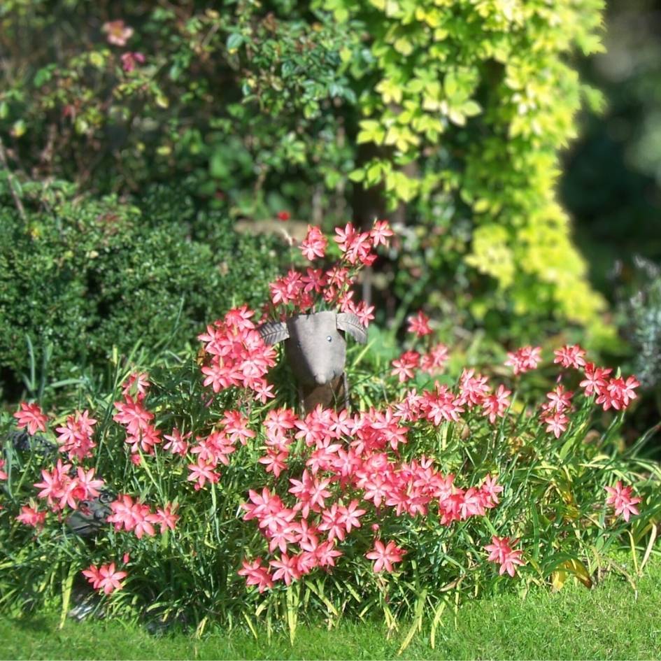 Clumps of coral-red Schizostylis coccinea ‘Major’ flowers in a grassy garden setting.