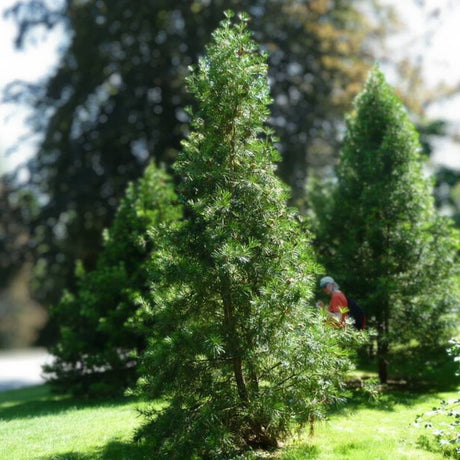 Young conical Sciadopitys verticillata tree growing in a garden.