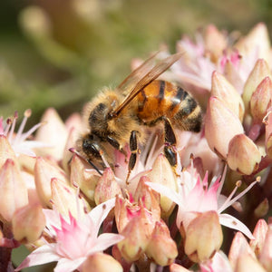 Sedum ‘Matrona’