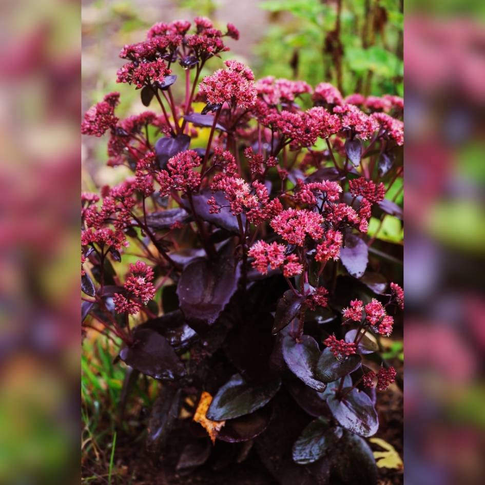 Sedum ‘Purple Emperor’