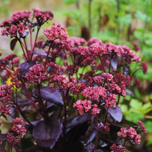 Sedum ‘Purple Emperor’