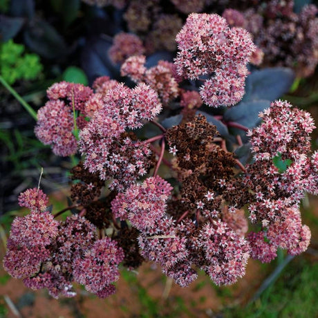 Sedum ‘Purple Emperor’