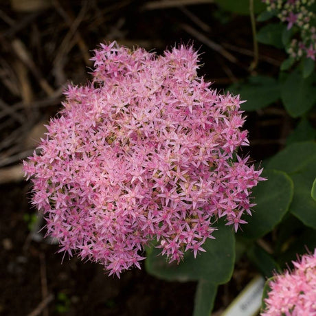 Sedum spectabile ‘Brilliant’