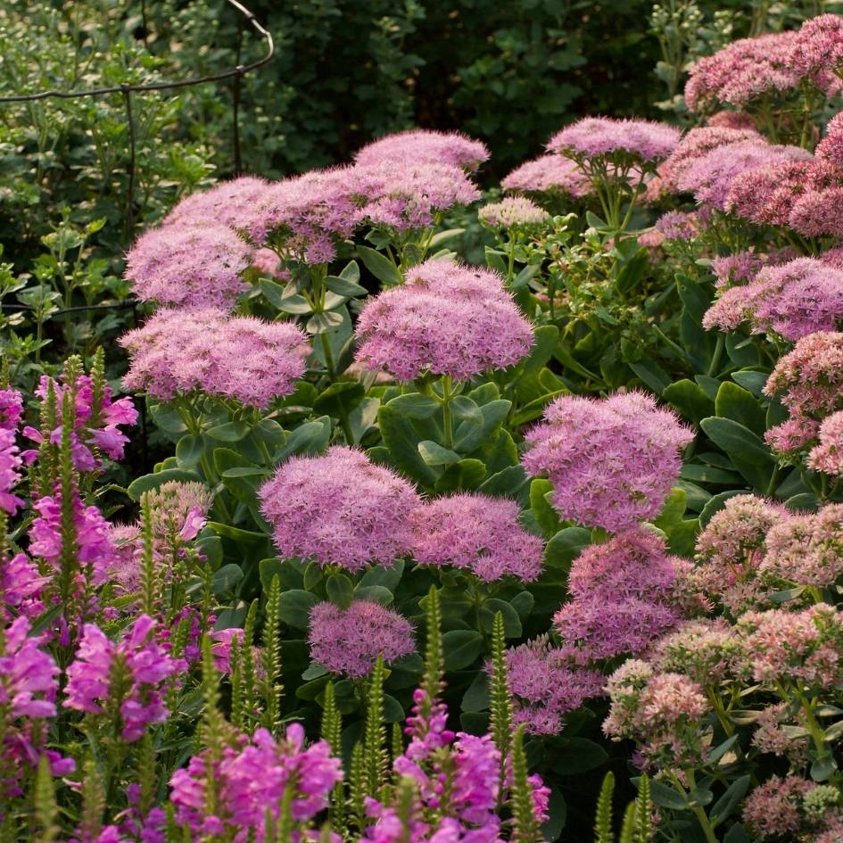 Sedum spectabile ‘Brilliant’
