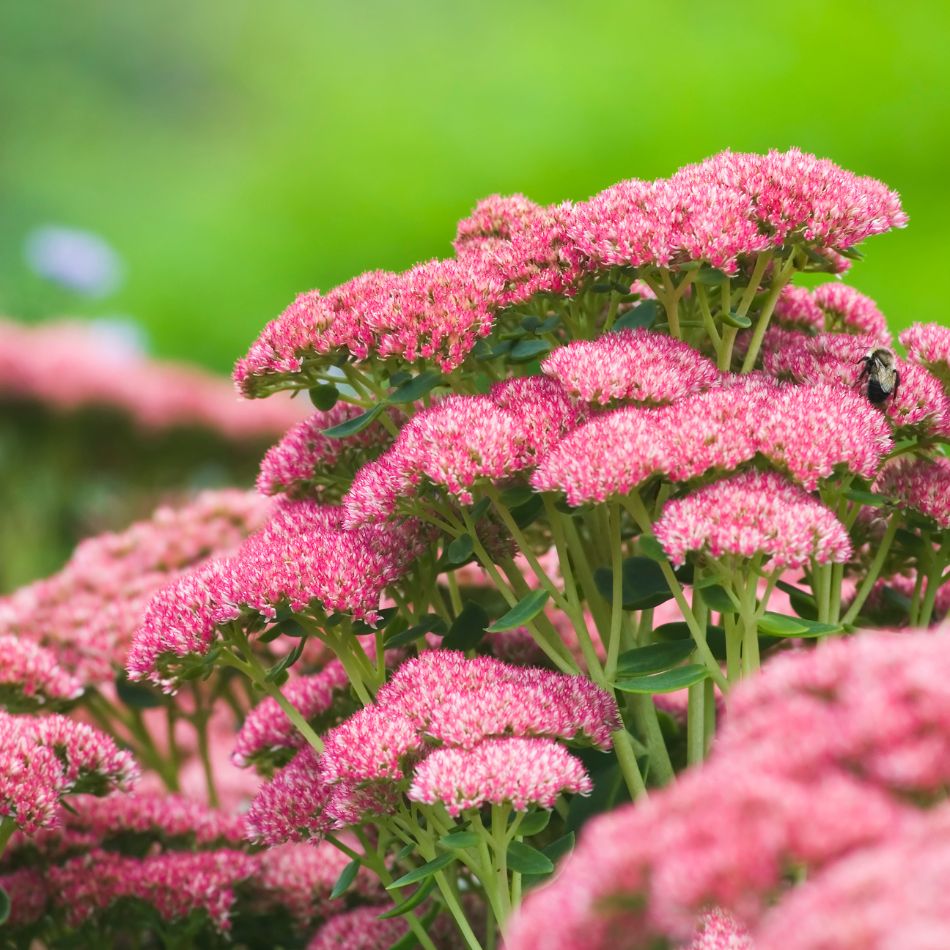 Sedum spectabile ‘Herbstfreude’