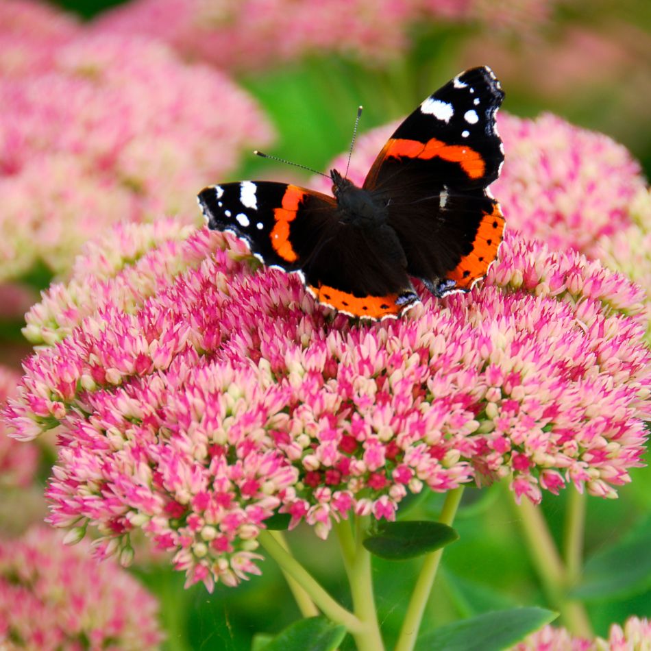 Sedum spectabile ‘Herbstfreude’