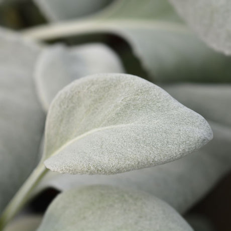 Close-up of a broad, velvety silver leaf on Senecio candidans ‘Angel Wings’.