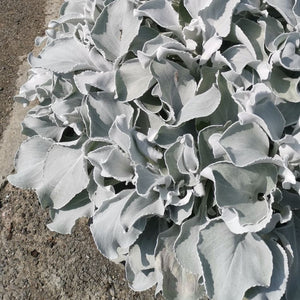 Senecio candidans ‘Angel Wings’