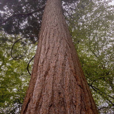 Massive reddish Sequoiadendron giganteum trunk viewed from below.