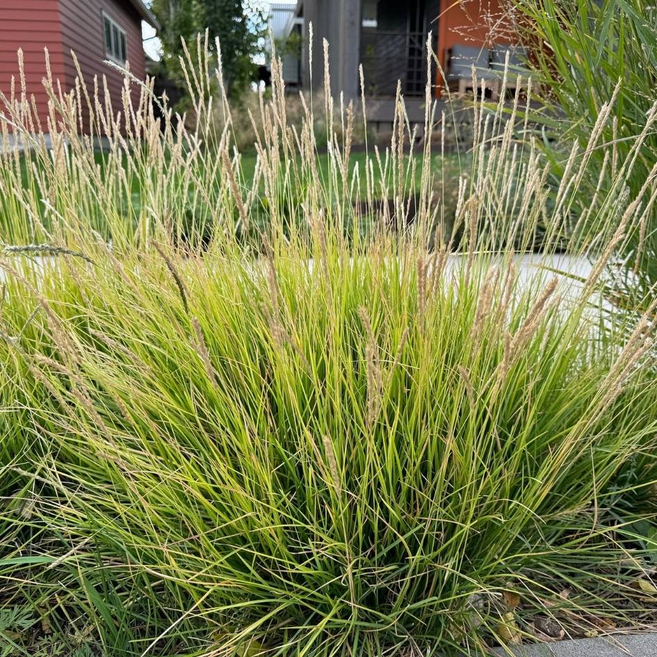 Sesleria autumnalis