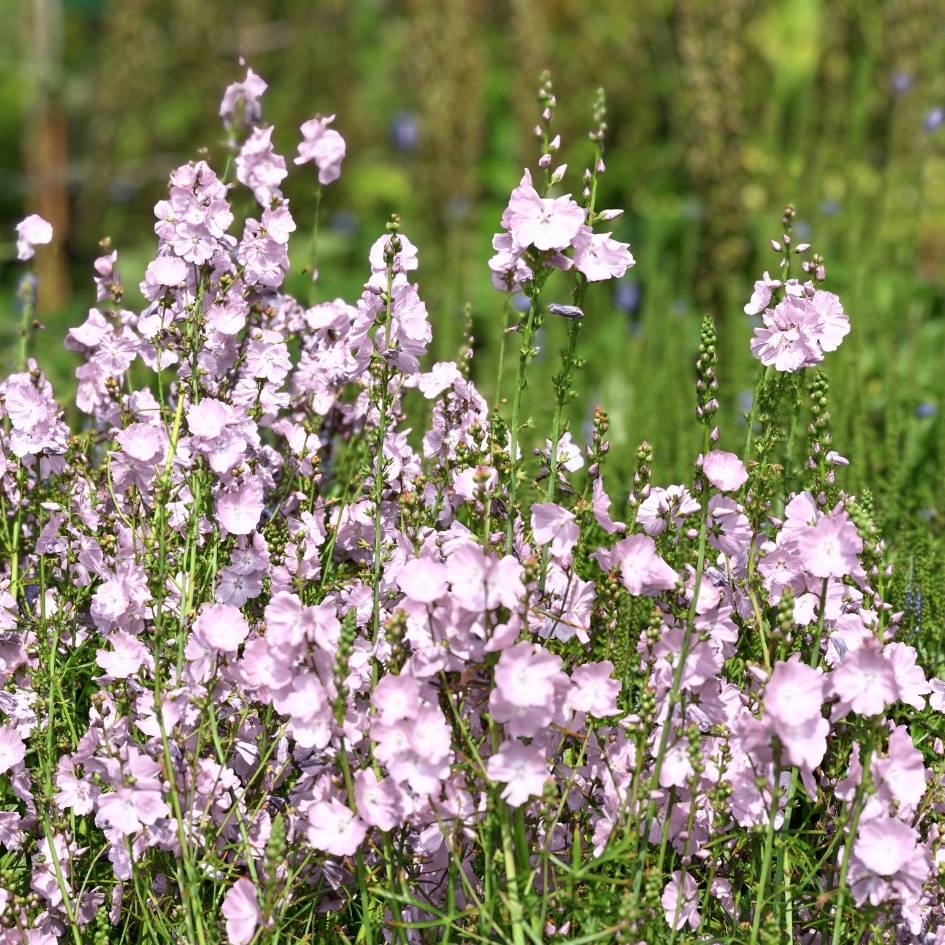 Many pale pink Sidalcea ‘Little Princess’ flowers on upright stems.