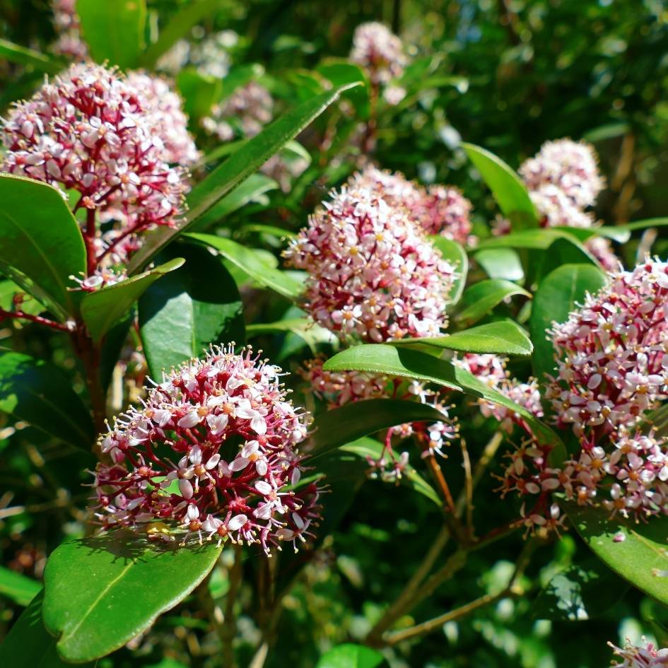 Skimmia japonica ‘Rubella’