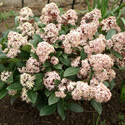 Compact Skimmia japonica ‘Rubella’ covered in creamy flower heads flushed pink.