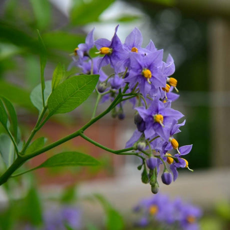 Solanum crispum ‘Glasnevin’