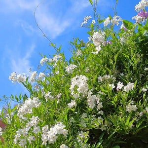 Solanum jasminoides