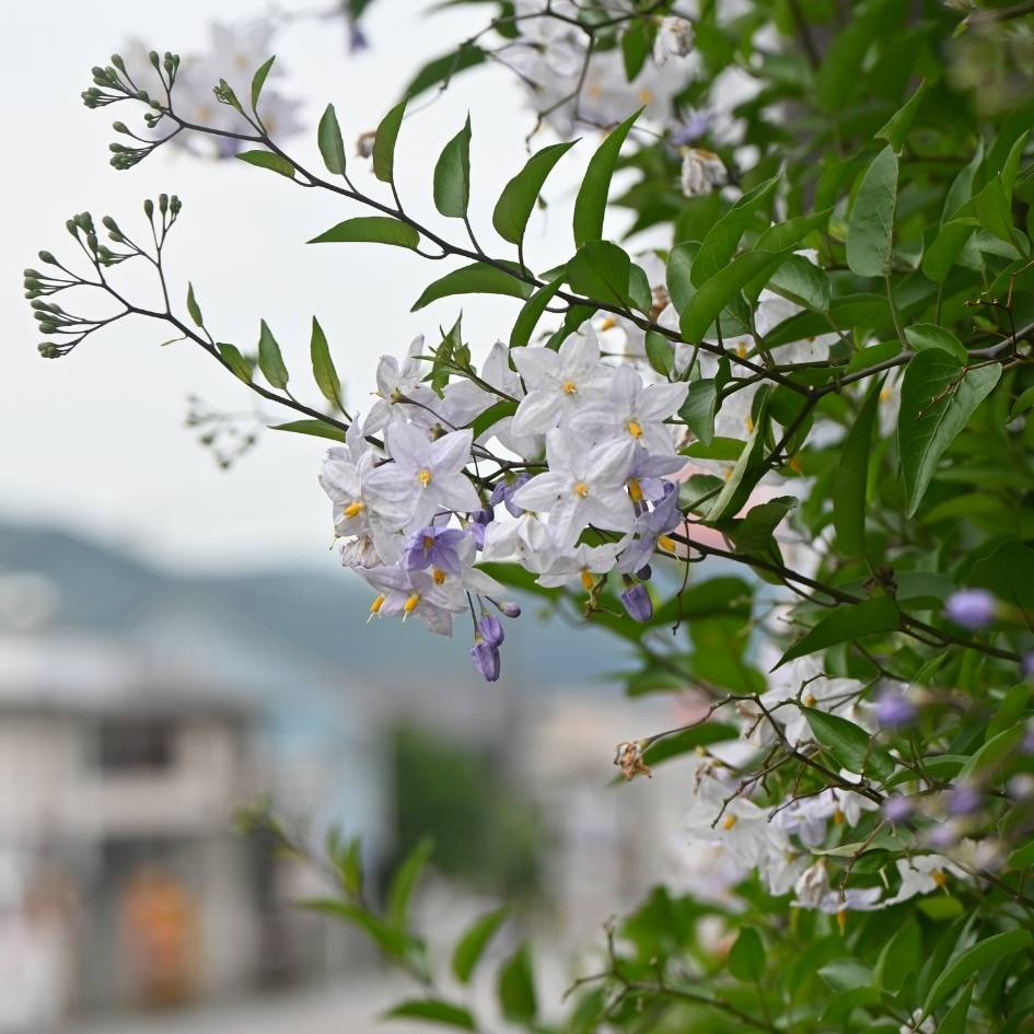 Solanum jasminoides