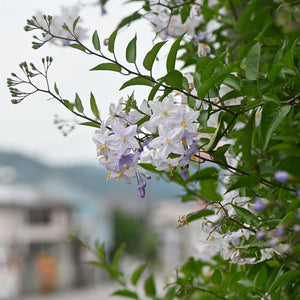 Solanum jasminoides