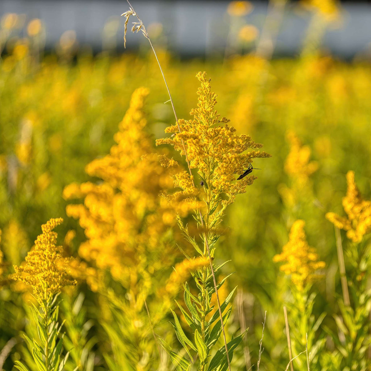 Solidago ‘Strahlenkrone’