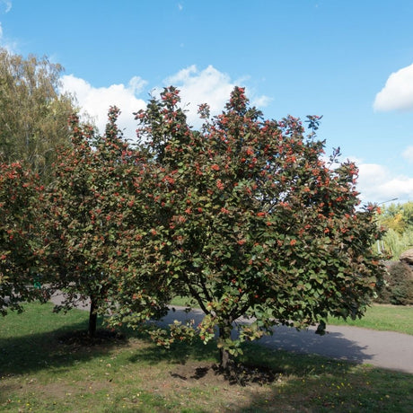 Broad Sorbus aria ‘Majestica’ tree with a rounded crown of bronze-green foliage.